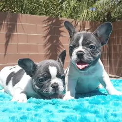 10-week-old French Bulldog Puppy