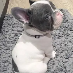 10-week-old French Bulldog Puppy