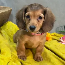 Hi, I'm Sharon! I'm a 10-week-old female Dachshund