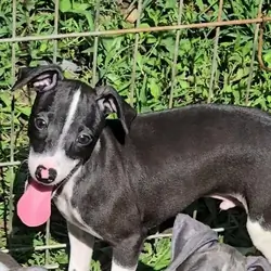 Italian Greyhound