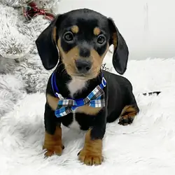 Hi, I'm George! I'm an 8-week-old male Dachshund