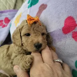 Toy Poodle Puppy Male
