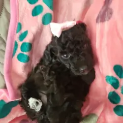 Toy Poodle puppy female