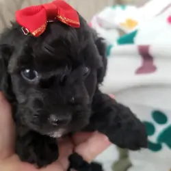Toy Poodle puppy female