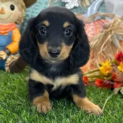 Hi, I'm Bonnie! I'm an 8-week-old male Dachshund