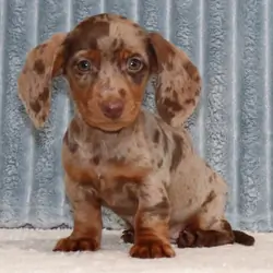 Hi, I'm Grover! I'm a 9-week-old male Dachshund