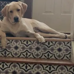 Loving well behaved young lab