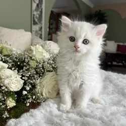 RAGDOLL KITTENS COMING SOON