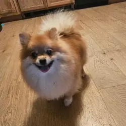 Beautiful Pomeranian