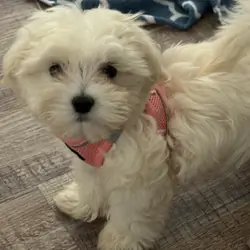 Female Maltipoo Puppy