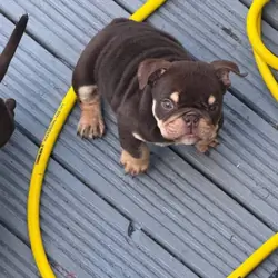 Beautiful English bulldog