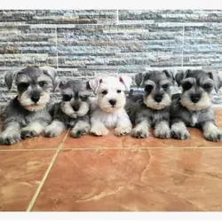 Miniature Schnauzer Puppies