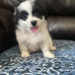 Shihtzu Pomeranian