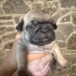 Frenchie/Pug Puppies