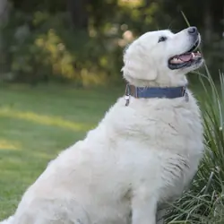 Isabella—AKC Golden Retriever Dog