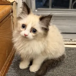 Pure Ragdoll kittens