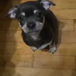 Chihuahua