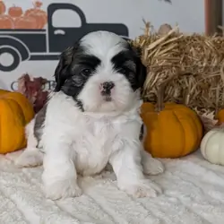 AKC SHIH TZU PUPS