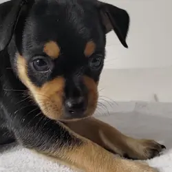 Puppies