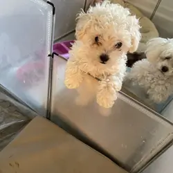 Toy Poodle
