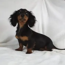 Black and Tan Piebold Boy