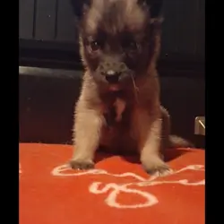 Husky Anatolia shepherd mix pups