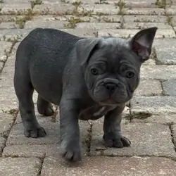 MALE FRENCH BULLDOG - JACK