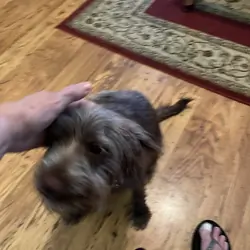a cocker spaniel