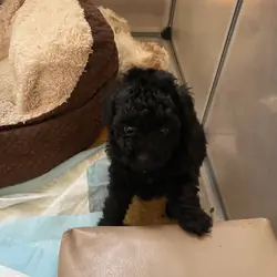 Tiny Toy Poodle