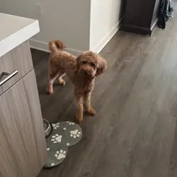 Golden doodle F1B