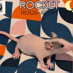 Hairless Pet Rat Male