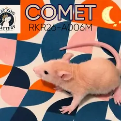 Hairless Pet Rat - Female