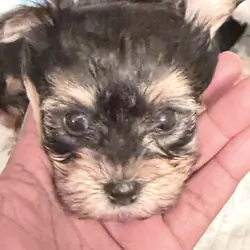 Beautiful more cute puppies for sale