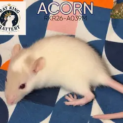 Pet Rat - Standard Male