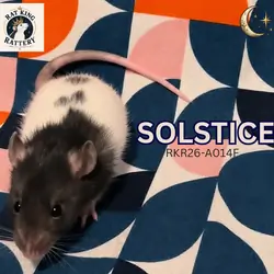 Pet Rat - Female