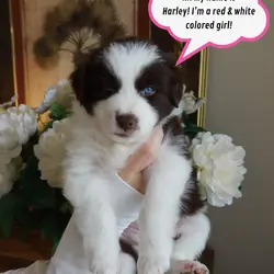 Mini Australian Shepherd/samoyed puppies