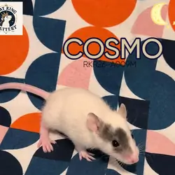 Pet Rat - Standard Male - Cosmo