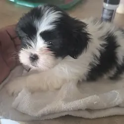 Puppies