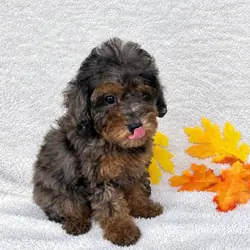 Winnie