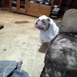English bulldog