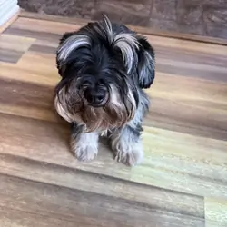 AKC-Registered Female Mini Schnauzer — 3.5 Y/O