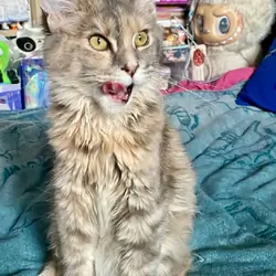 Terry one of our little Maine coon