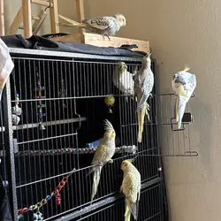 Cockatiel