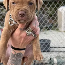 Bull/boxer