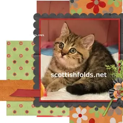 TICA Black Golden Green-Eyed Tabby Female