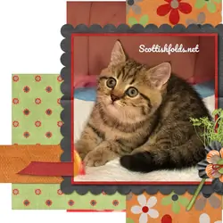 TICA Black Golden Tabby Female