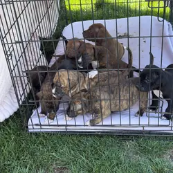 Pitbull/boxer mix puppies
