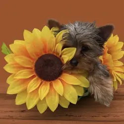 MICRO YORKIE MALE