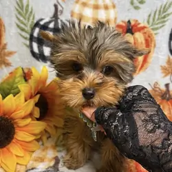 Toy Yorkie Male