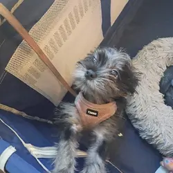 shih Tzu poodle mix